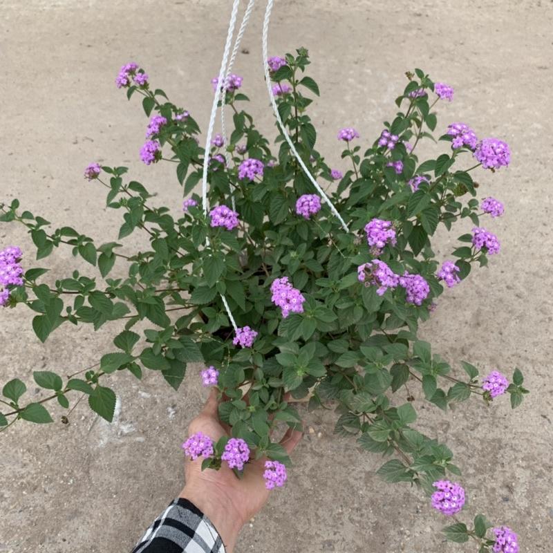 Chậu hoa ngũ sắc tím rủ treo bán kính 25-30cm, chậu hoa treo ban công, sân vườn nở rực rỡ đẹp mắt