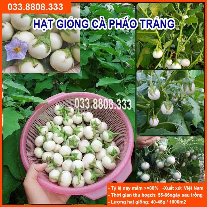 Hạt Giống Cà Pháo Trắng - Tỷ Lệ Nảy Mầm Cao