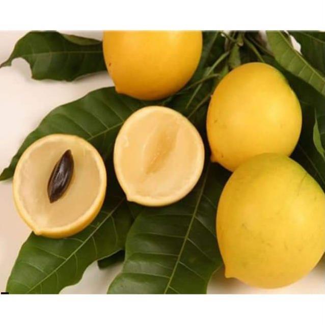 Cây Vú Sữa Hoàng Kim