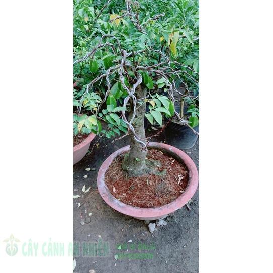 Chậu Khế Bonsai (khế chua)