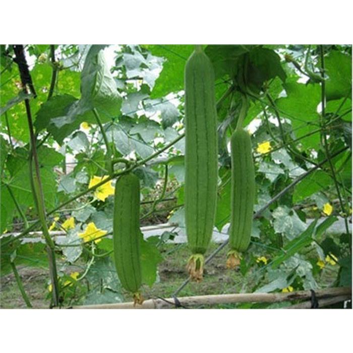 Hạt Giống Mướp Hương AGRIOTO 168 -