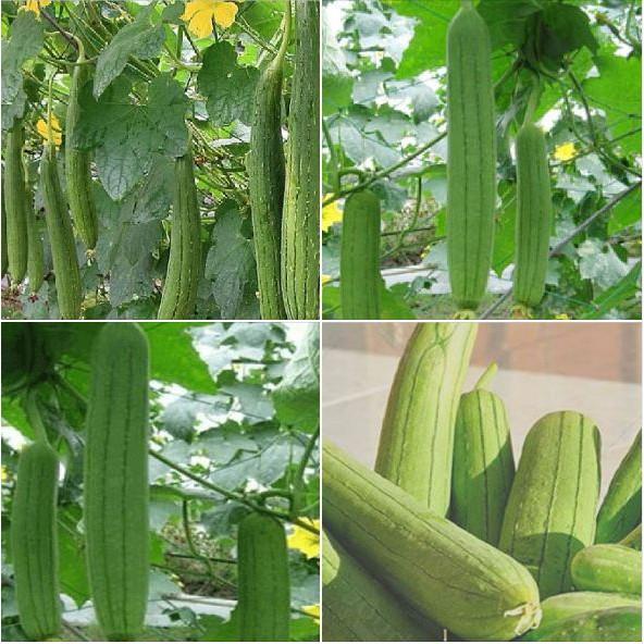 Hạt giống mướp hương Thái Lan F1 - 1gr/gói
