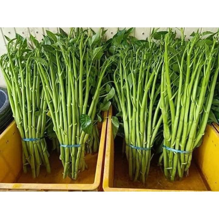 Hạt giống rau muống siêu ngọn - gói 10gram