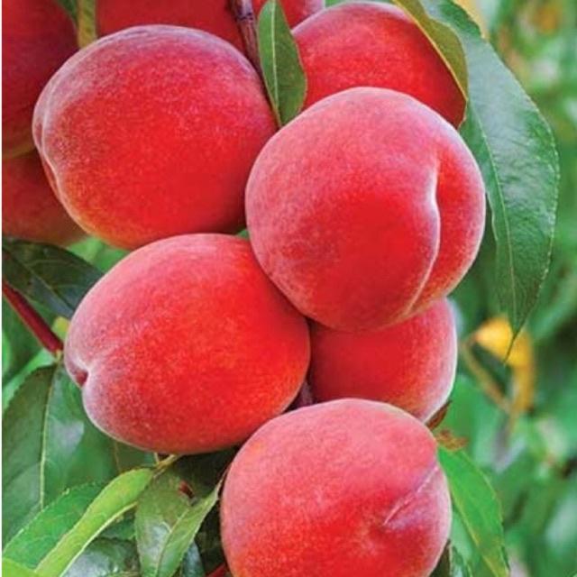 Cây đào tiên Nhật Bản 1 năm ra quả