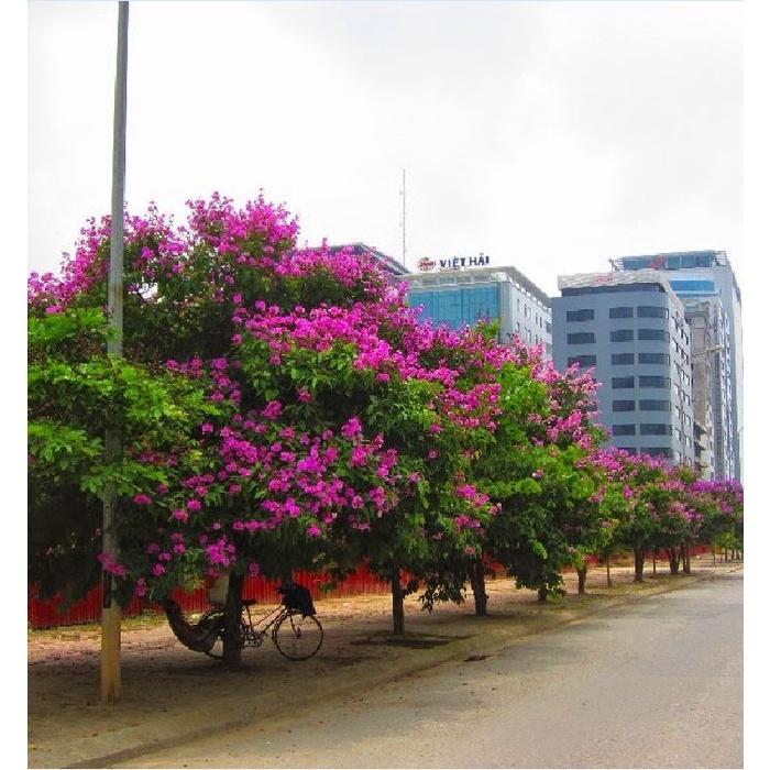 Hạt Giống Cây Hoa Bằng Lăng Tím KNS3512 - Gói 30 Hạt