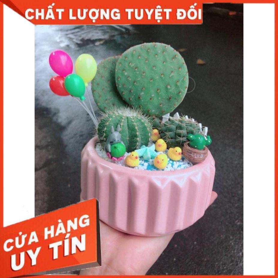 Chậu xương rồng tiểu cảnh Nhiều Người Mua