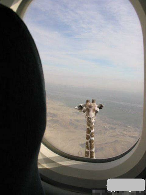 hình ảnh hài hước new chapter 12 8