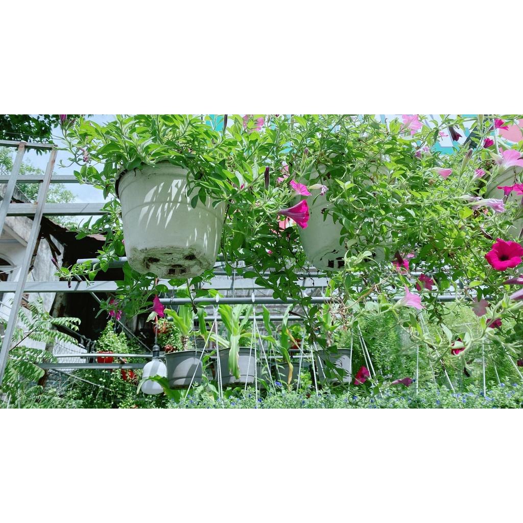 Chậu Hoa Dạ Yến Thảo