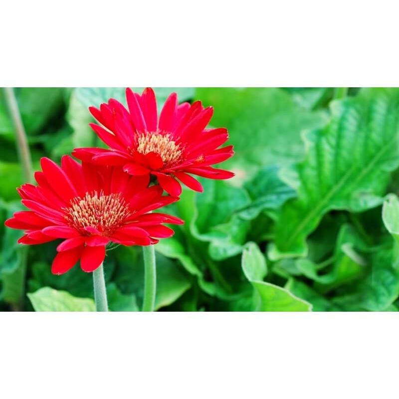 CÂY GIỐNG HOA ĐỒNG TIỀN *