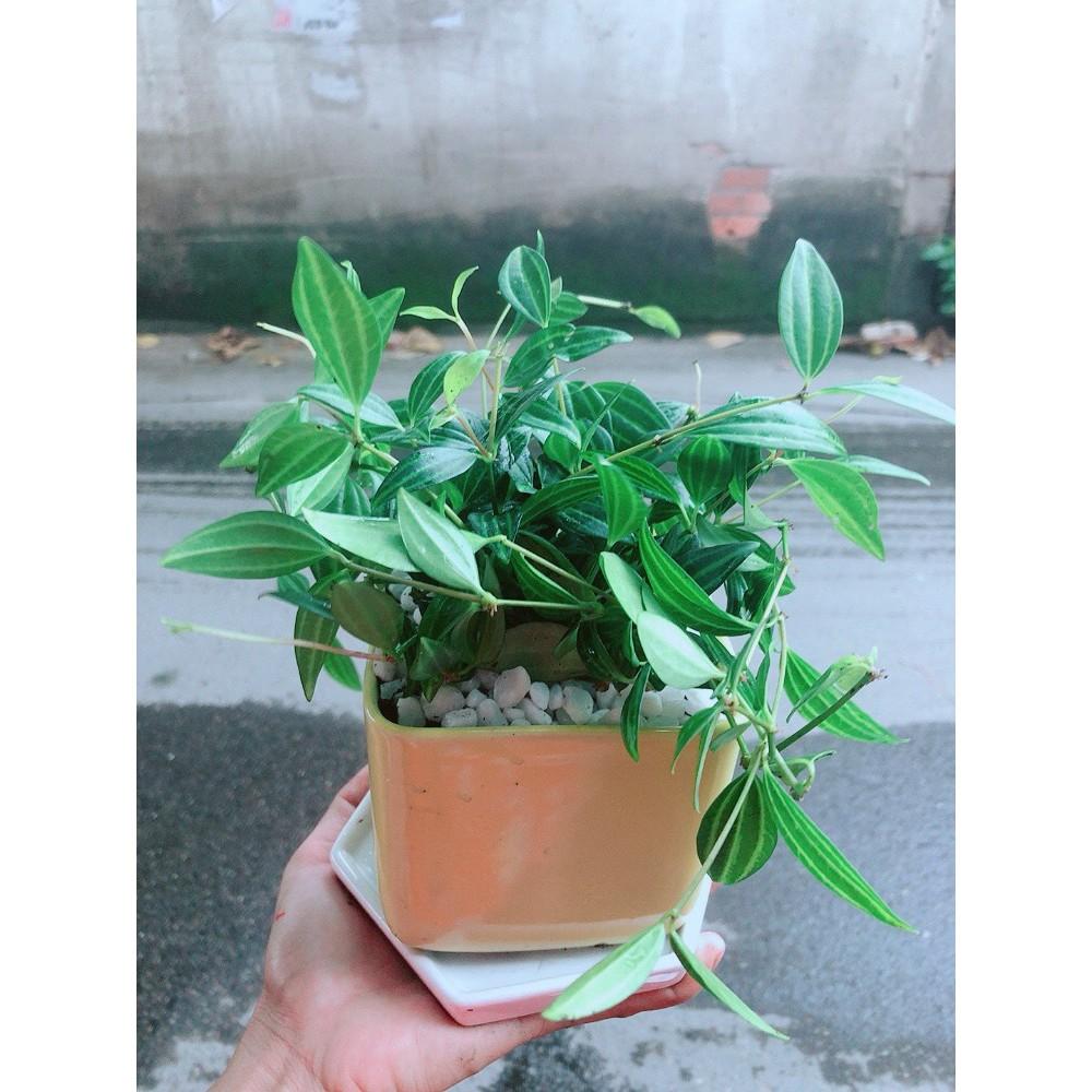 Chậu Cây Bình An Xanh