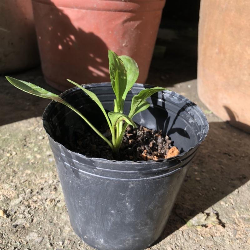 Cây giống cúc thạch thảo  hoa màu tím dễ trồng