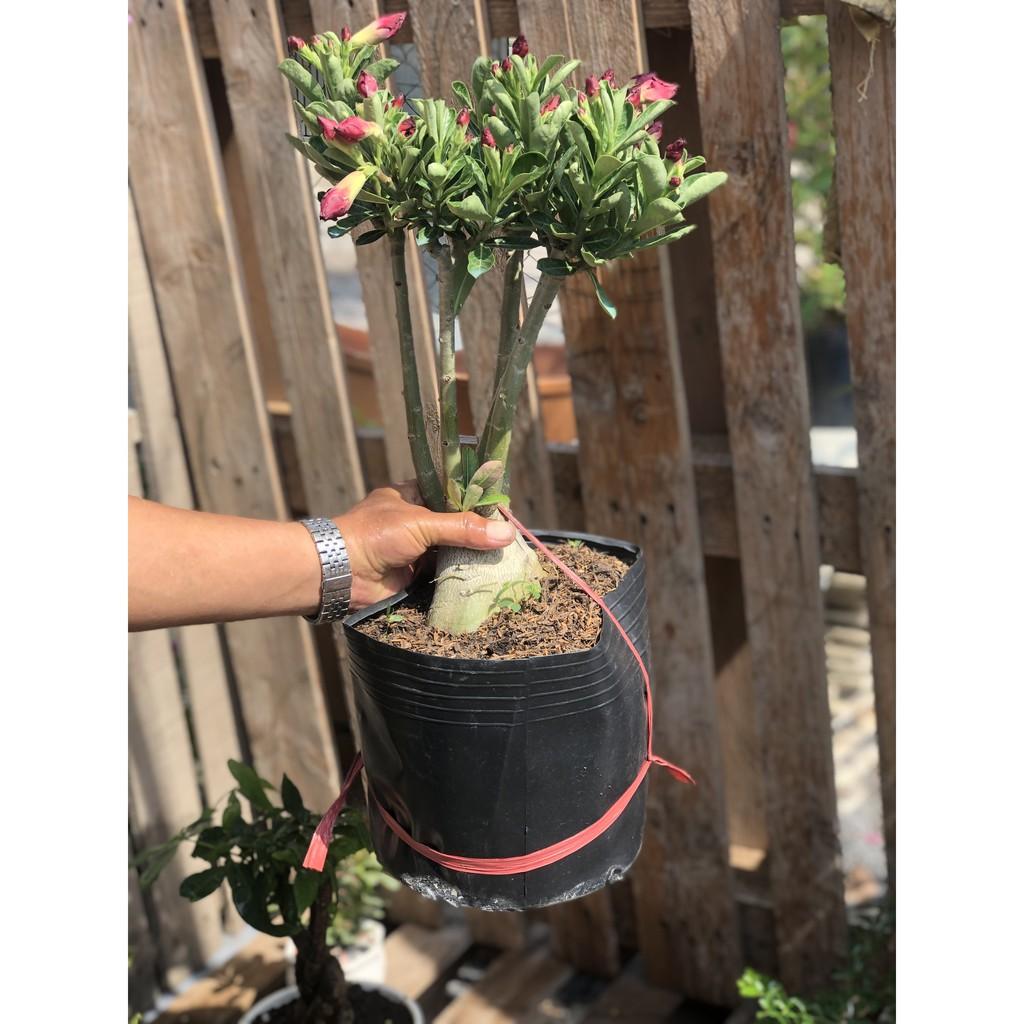 Cây sứ Thái bông kép gốc to ST15