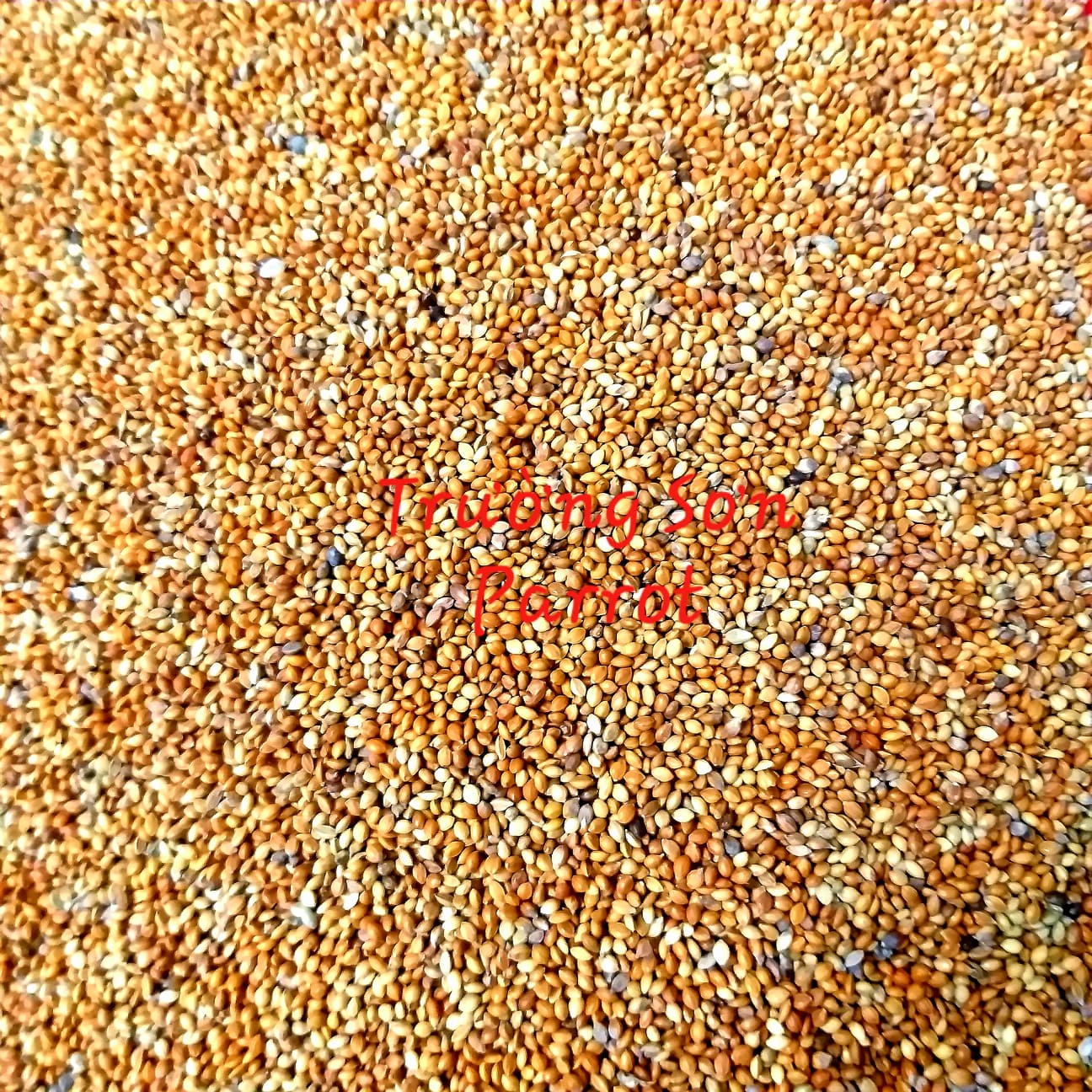 Kê đỏ nhỏ (gói 1000g) cho vẹt, sóc, chuột, hamster, chim cu, yến hót, bảy màu....