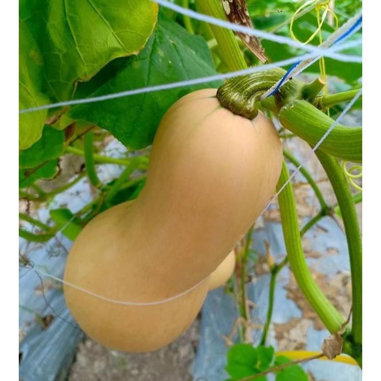 Hạt giống bí ngô mật butter F1 Đài Loan 2gram/gói