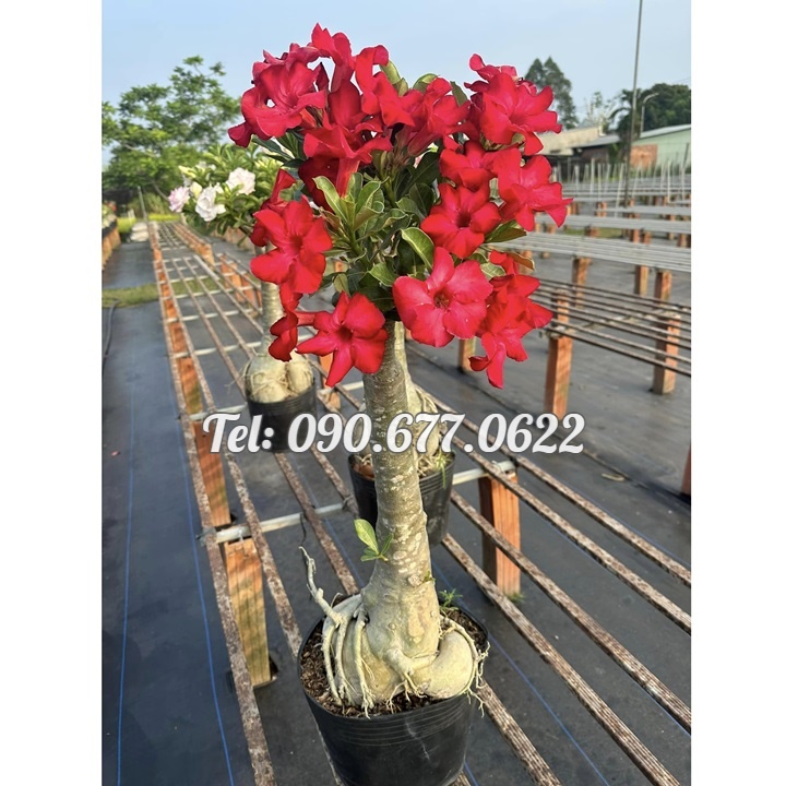 Hạt giống hoa sứ đỏ Taiwan nhiều hoa - Bịch 10 hạt – Mã số 2086