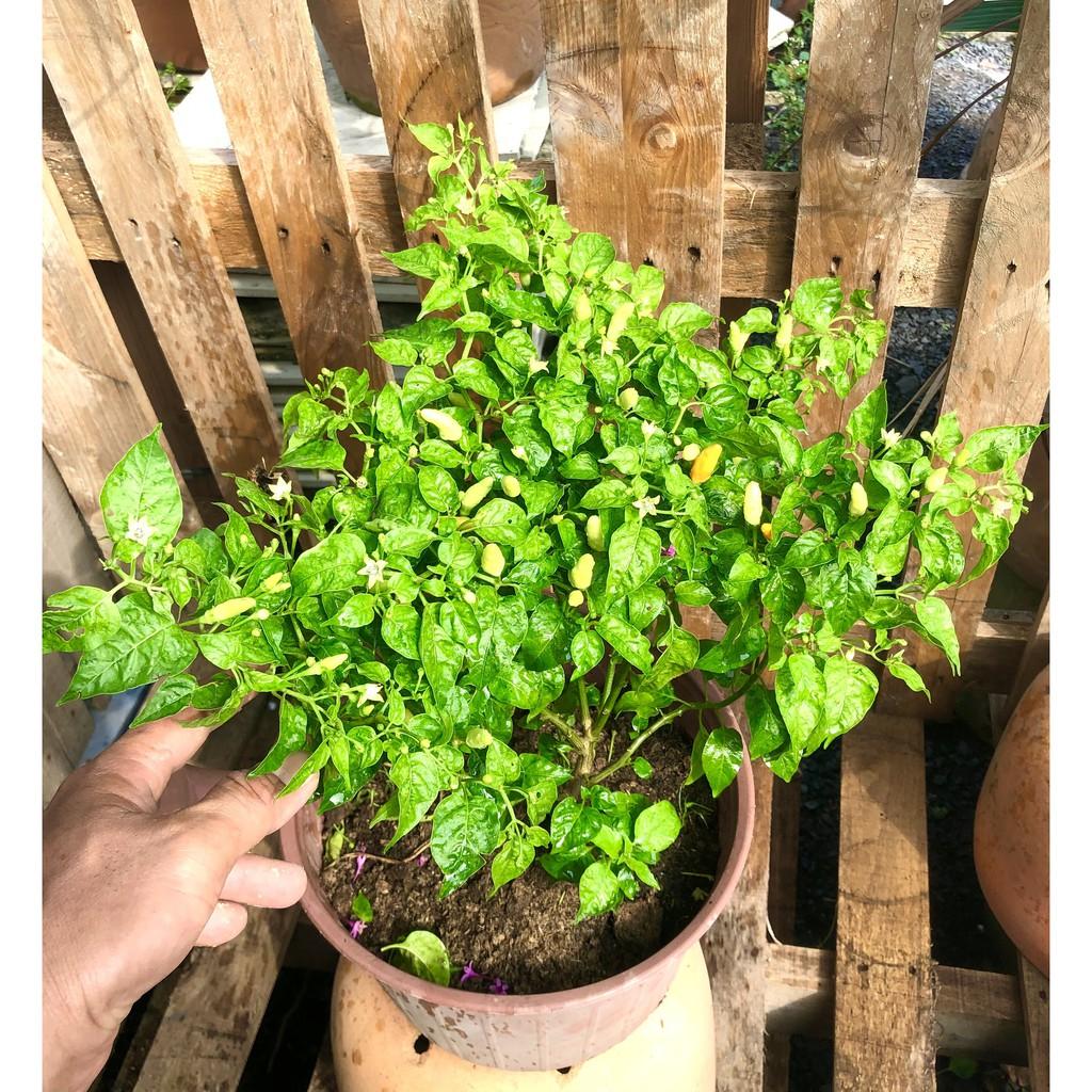 Cây ớt trắng Phan Thiết đang có trái