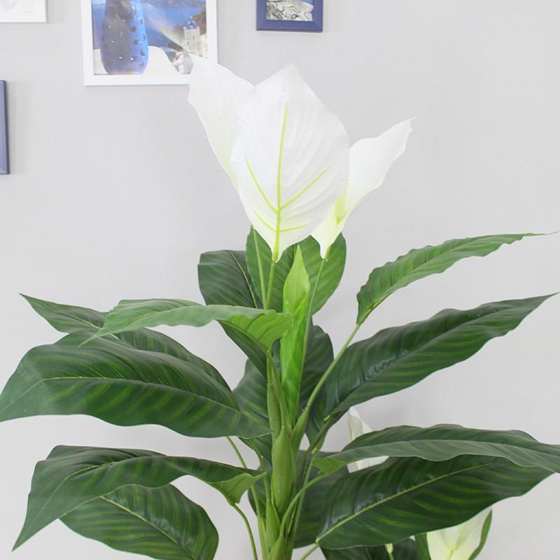 CÂY LAN Ý GIẢ - LANDECOR