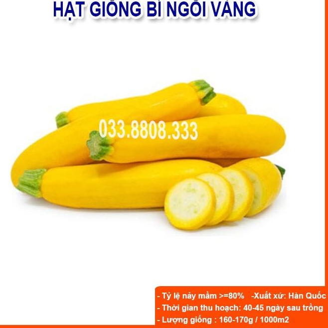 HẠT GIỐNG BÍ NGỒI VÀNG10 HẠT - BÍ TO ĐẸP DỄ TRỒNG