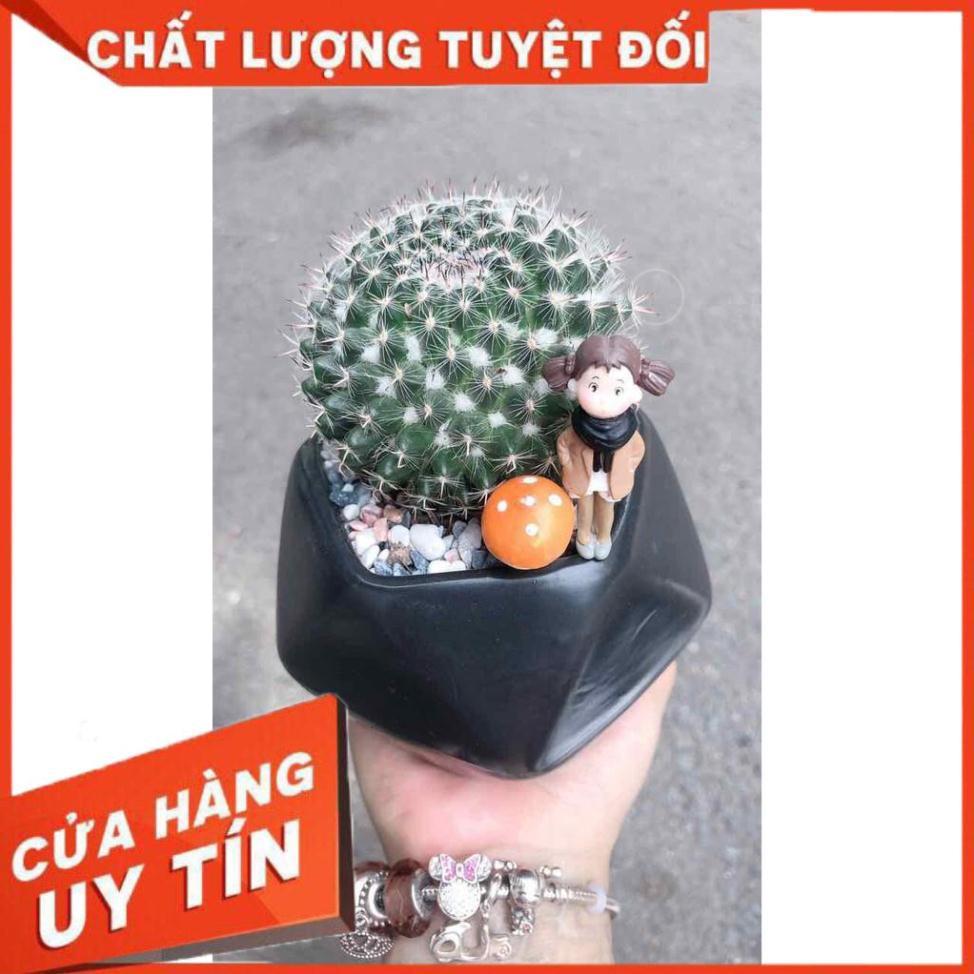 Chậu xương rồng tiểu cảnh Nhiều Người Mua