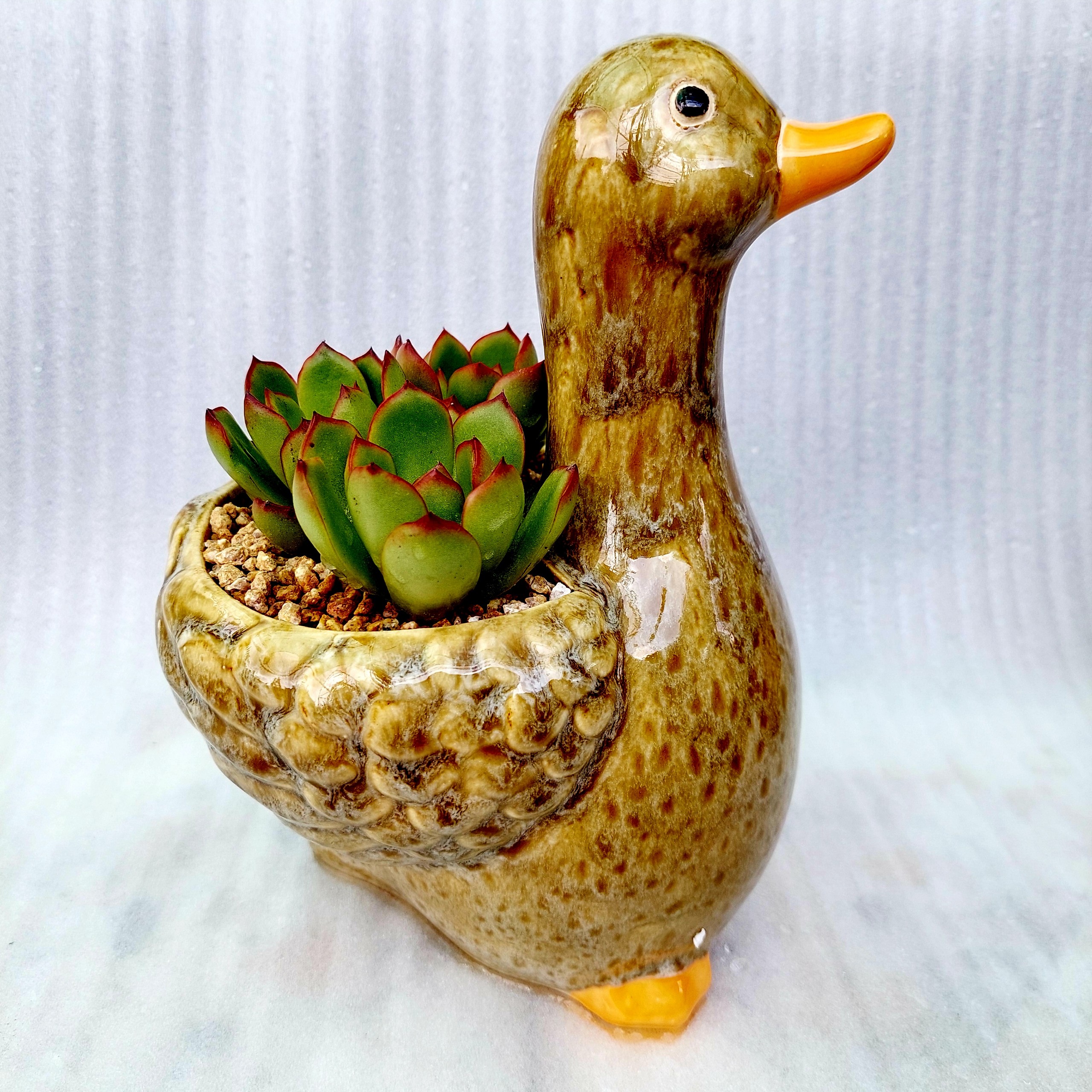 Chậu đất nung Bình Dương - Vịt thiếu nhi, miệng chậu 8cm, chiều cao 9cm tới lưng, 20cm tới đầu