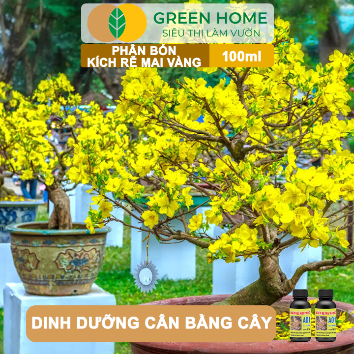 Phân Bón Kích Rễ Mai Vàng GreenHome, Hũ 100ml, Ra Rễ Cực Mạnh Dùng Giâm, Chiết Cành, Chuyên Hoa Mai