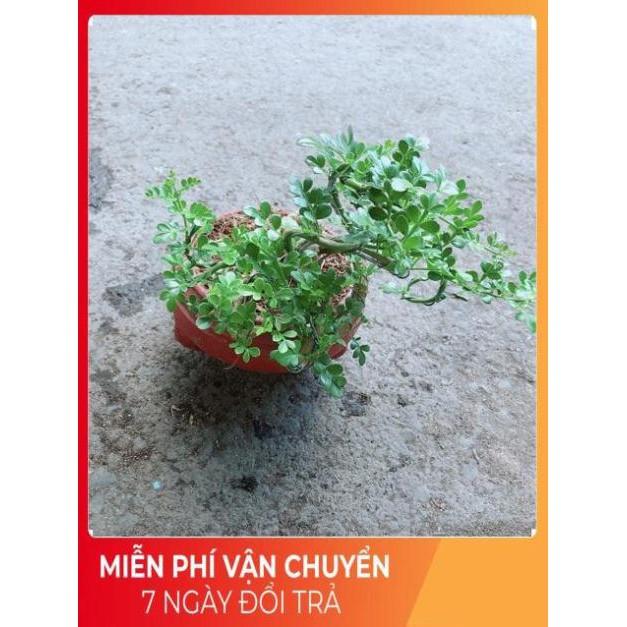Chậu Cây Cần Thăng