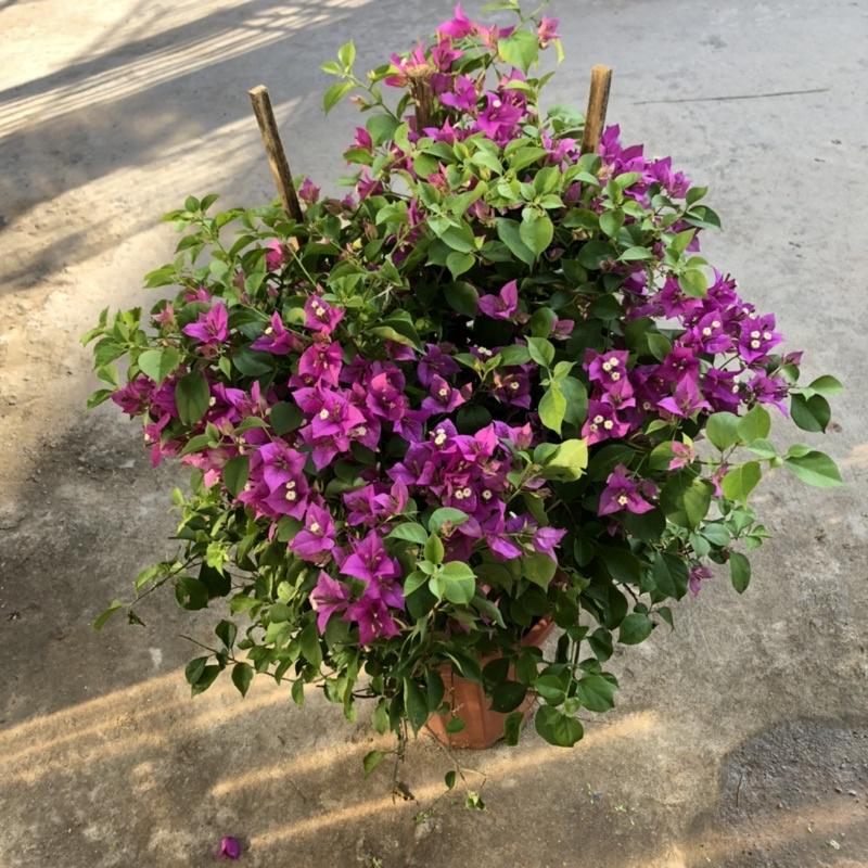 Cây hoa giấy tím huế lá nhỏ đang hoa cao 60 cm