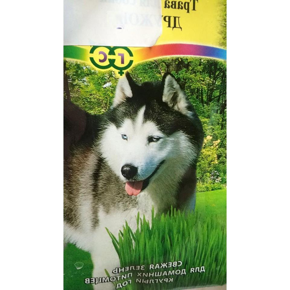 Hạt giống cỏ lúa mì lúa mạch - 1 gói 100gram