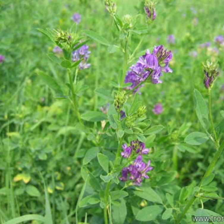 Hạt cỏ chăn nuôi ALFALFA Linh Lăng - Cỏ Họ Đậu - Hạt Giống Cỏ Chăn Nuôi