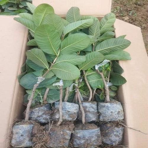 Cây giống ỔI KHÔNG HẠT
