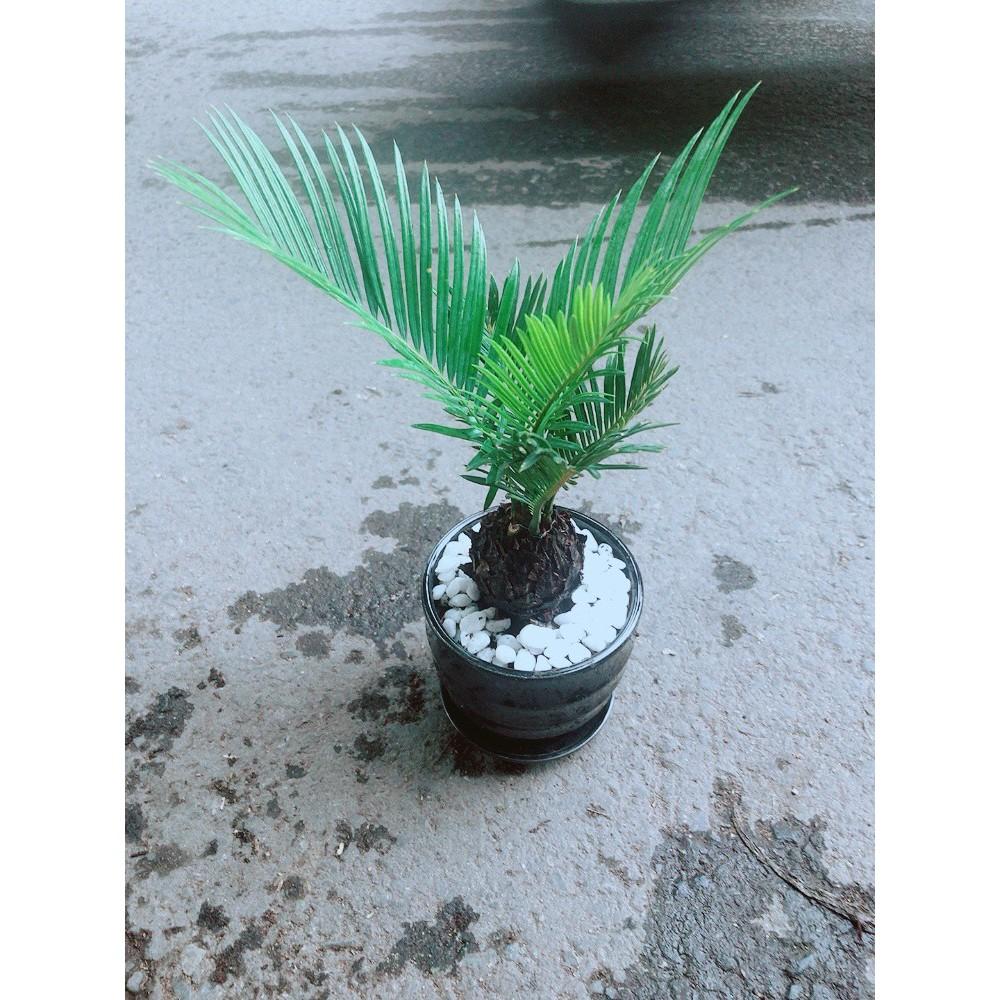 Chậu Cây Thiên Tuế