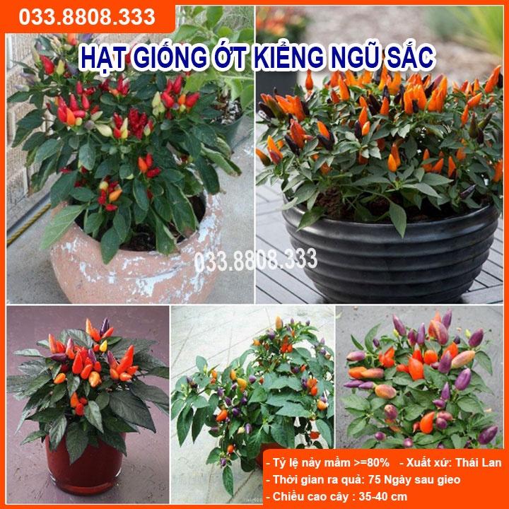 Hạt Giống Ớt Ngũ Sắc - Quả Ớt Nhiều Màu Trồng Chậu