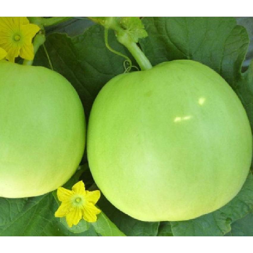 Hạt giống Dưa lê siêu ngọt dể trồng f1-gói 10 hạt/tặng kèm gói phân bón lót