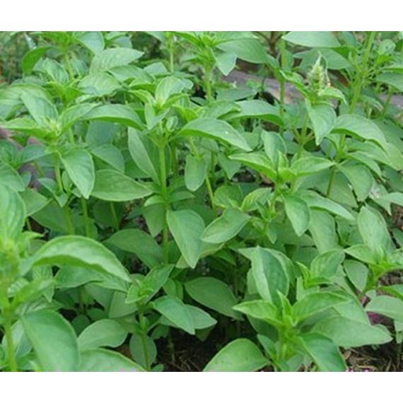 Hạt Giống Rau Húng Thơm -Dễ Trồng, Ăn Ngon