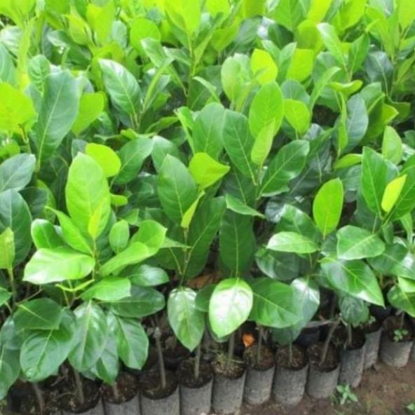 Sản phẩm CÂY MÍT ƯƠM HẠT