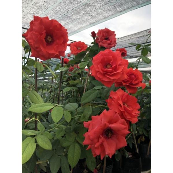 Hoa hồng Cổ Trung Quốc, hồng ngoại, hồng bụi, thân gỗ, nguyên bản