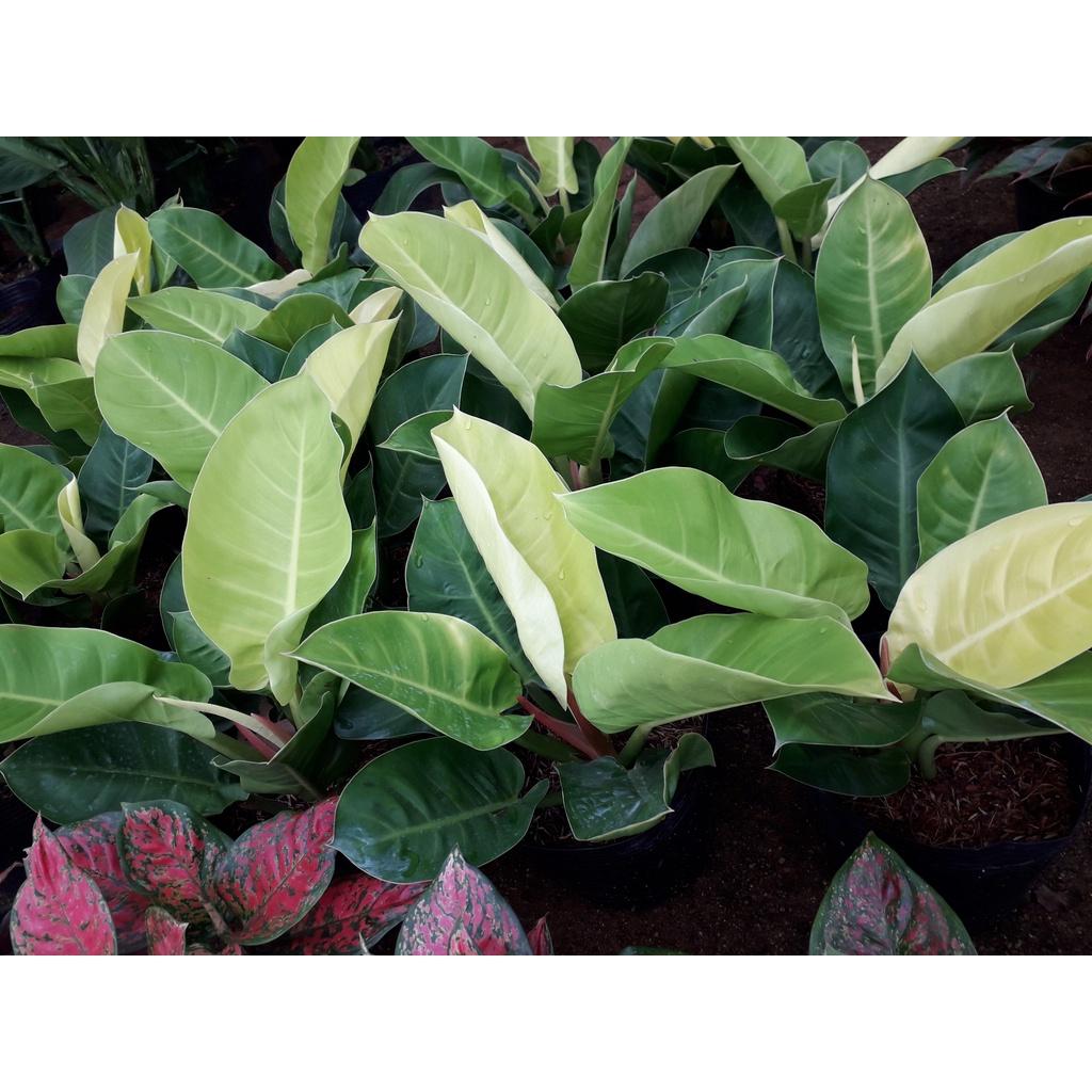 CÂY TRẦU BÀ ĐẾ VƯƠNG VÀNG *
