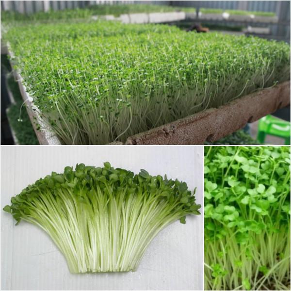 Hạt Giống Rau Mầm Rau Muống