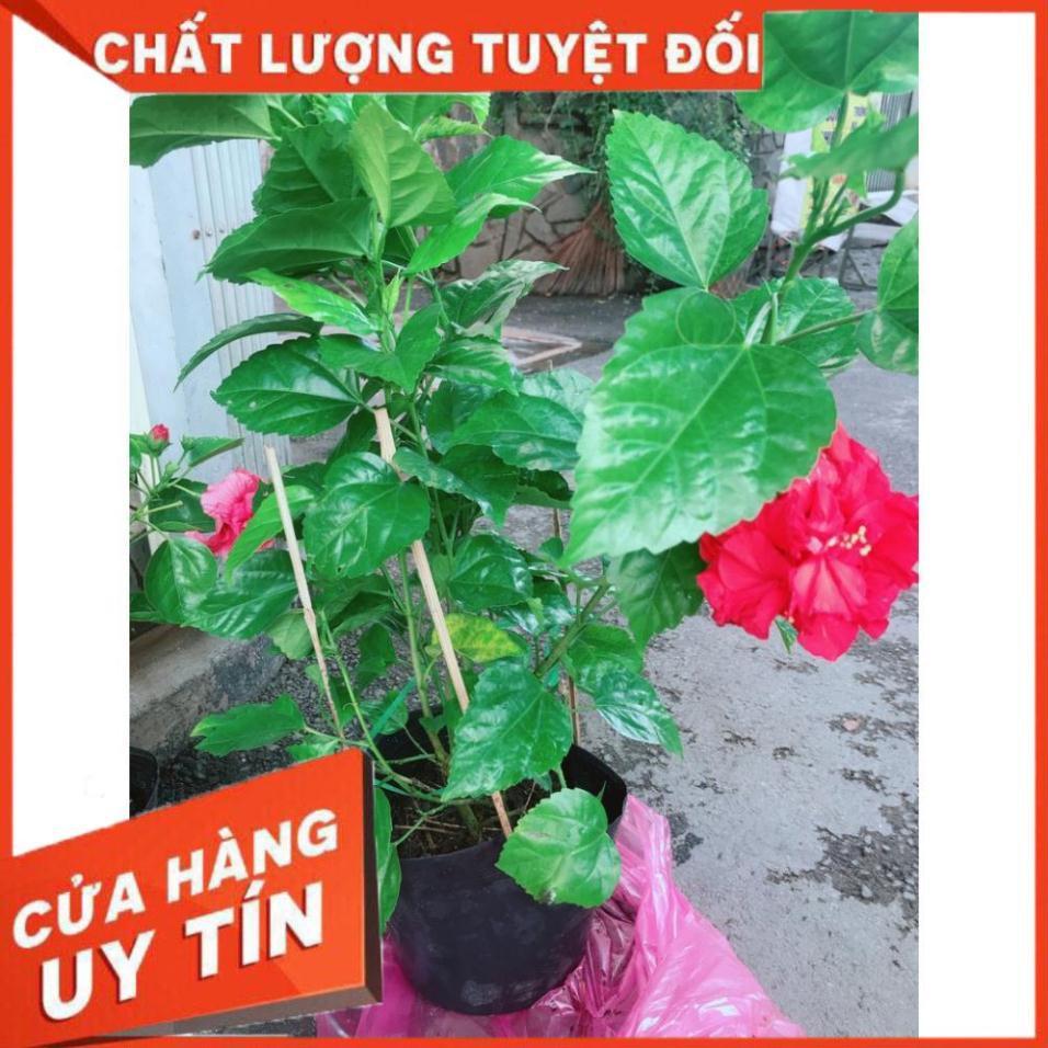 Hoa Dâm Bụt Đỏ