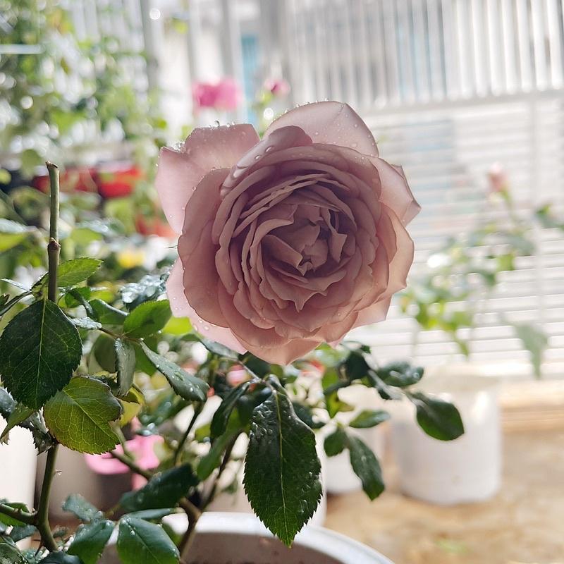 Chậu cây hoa Hồng kolokolo size to, cây chiết nguyên bản