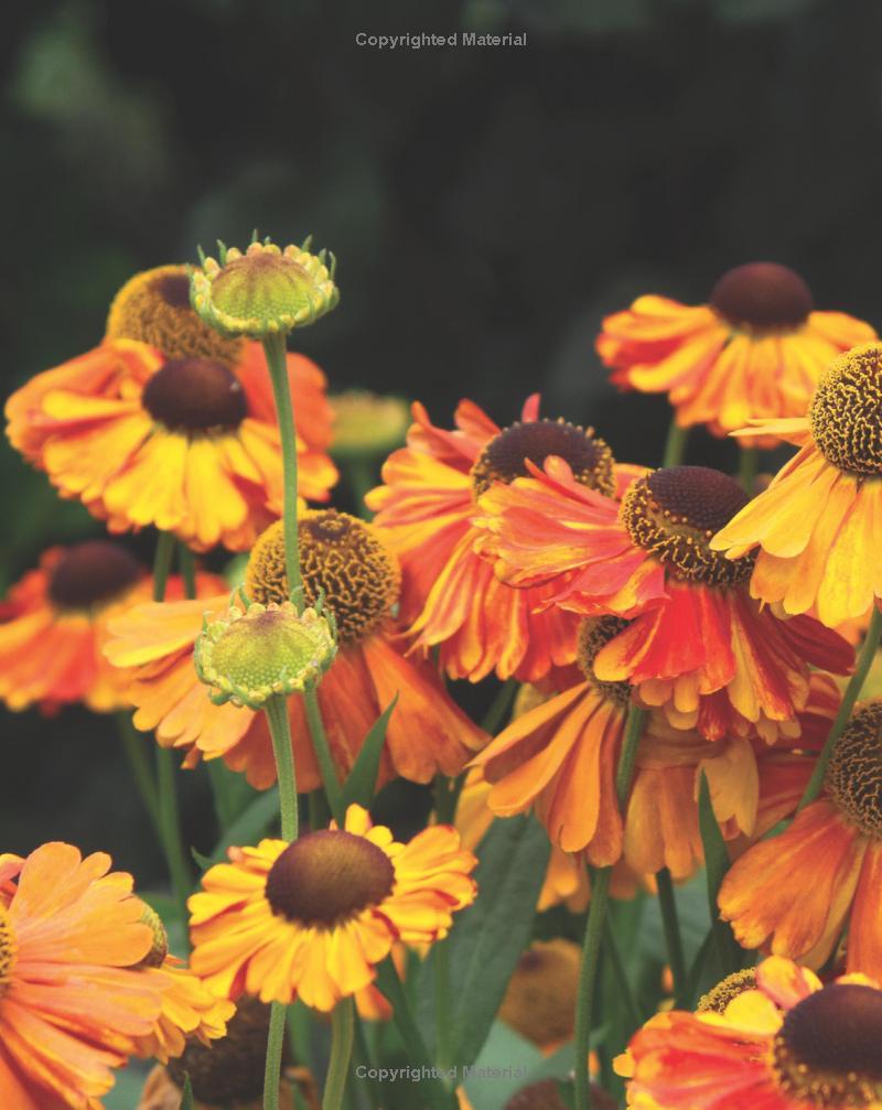 Best Perennials for Sun and Shade (Home Grown Gardening)