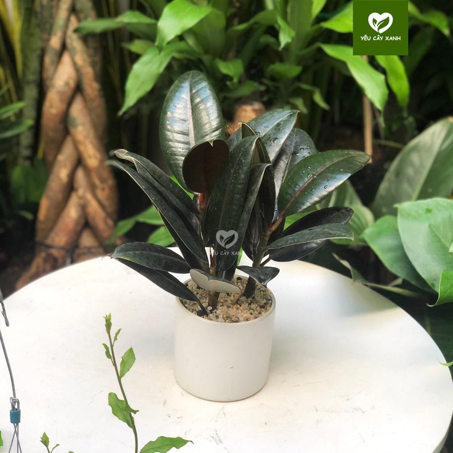 Cây Đa Búp Đỏ 3 Thân để bàn hợp phong thủy tượng trưng cho sự may mắn, hạnh phúc