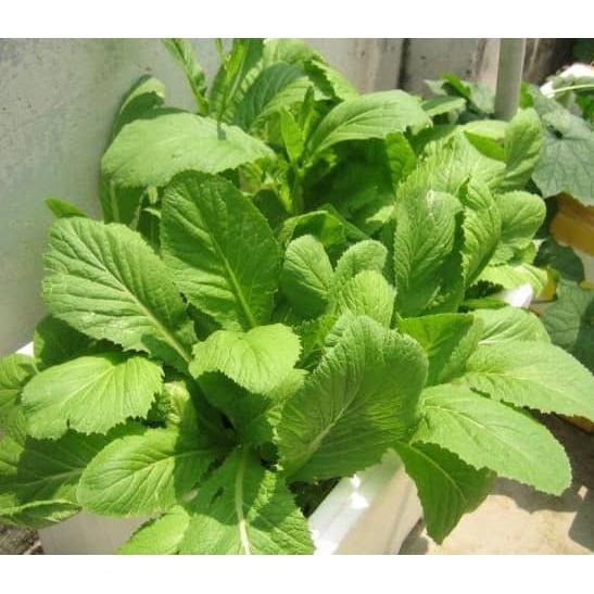 Hạt giống Cải Xanh Mỡ 50g. Có thể trồng quanh năm