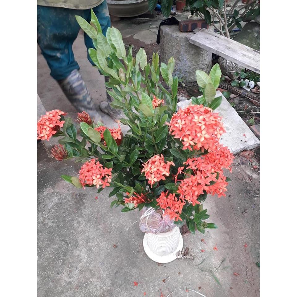 Cây giống hoa mẫu đơn đỏ mỹ