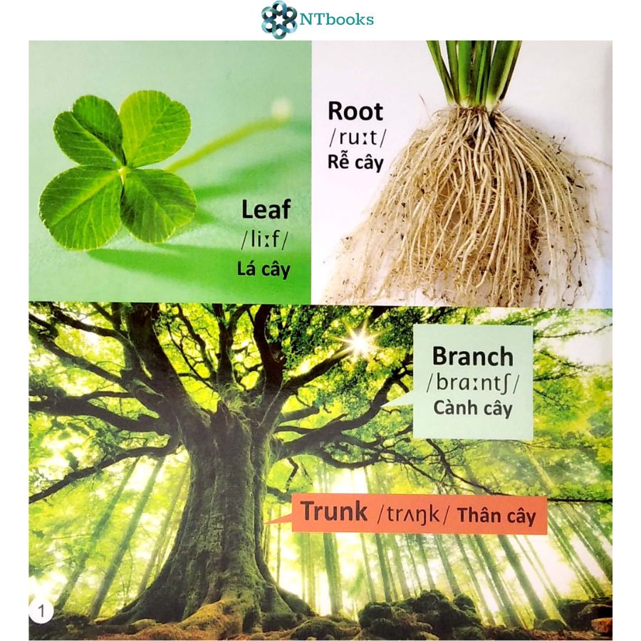 Sách 101 Từ đầu tiên: Thực vật
