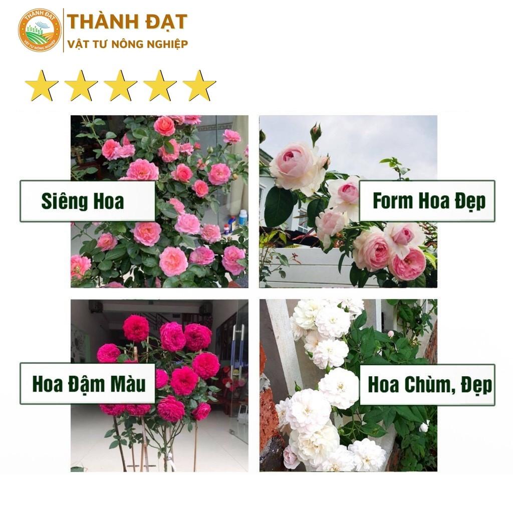 Phân trùn quế dạng hạt mận dùng cho hoa lan và hoa hồng (túi 1kg)