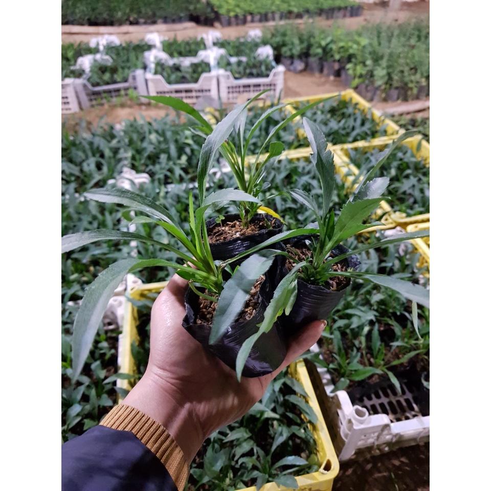 Hoa thạch thảo kép lùn siêu hoa đủ màu - cây giống nhỏ ươm bầu