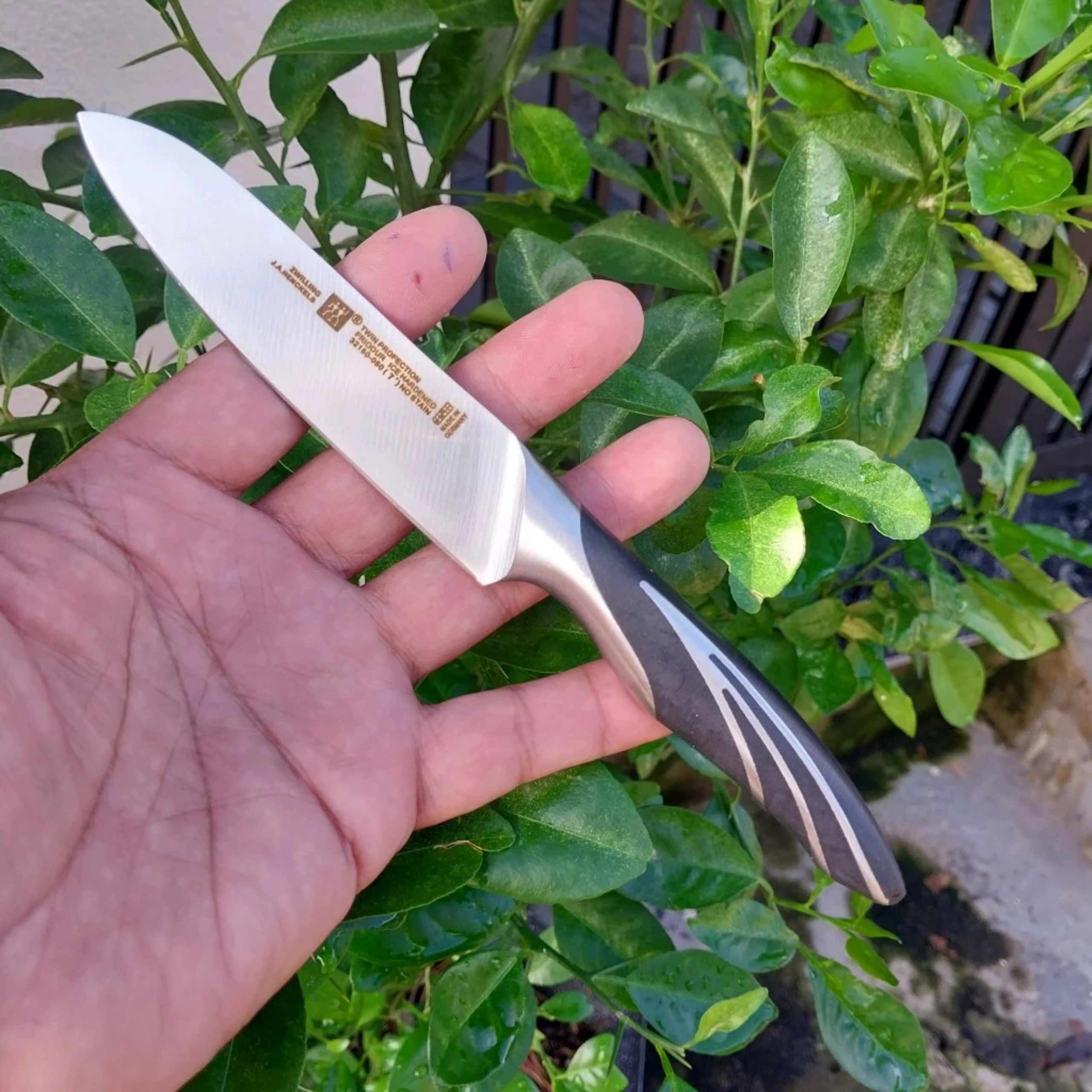 Dao gọt trái cây cao cấp cán gỗ sồi nhập khẩu từ LIÊN BANG ĐỨC