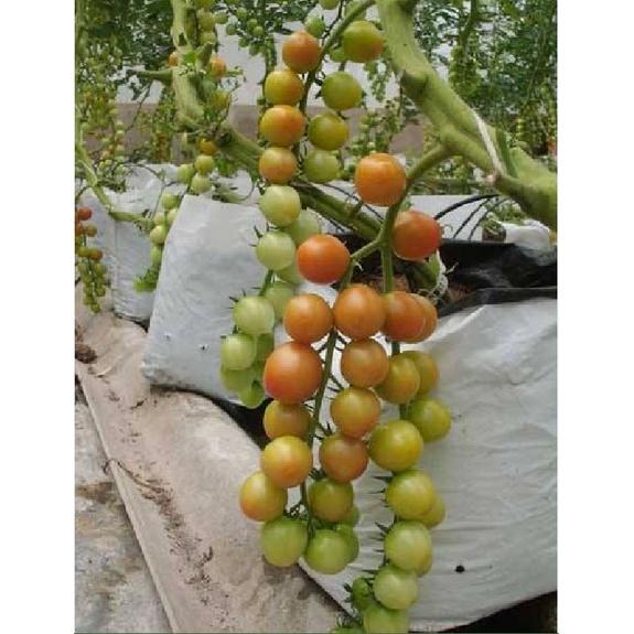 Hạt giống cà chua bi chùm quả vàng dể trồng f1-gói 20 hạt-tặng kèm gói phân bón lót