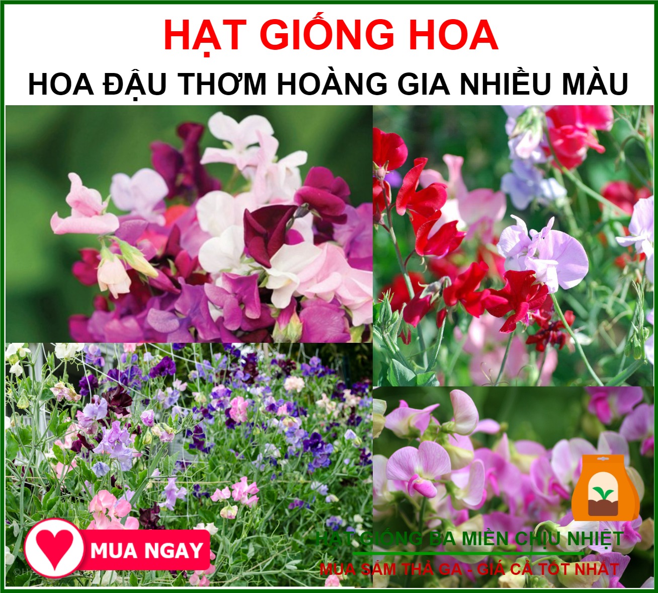 Hạt Giống Hoa Đậu Thơm Hoàng Gia Nhiều Màu Gói 1gram Sen Vàng